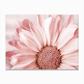 Blush Flower Canvas Print