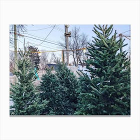 Christmas Trees Canvas Print