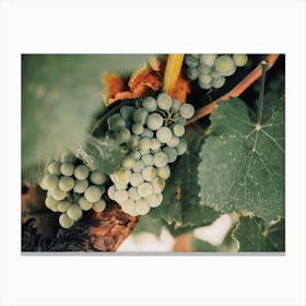 Spanish Vineyard Grapes Canvas Print