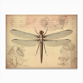 Dragonfly Vintage Newspaper 1 Canvas Print