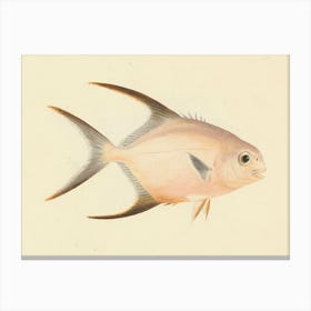 Unidentified Fish, Luigi Balugani 3 Canvas Print