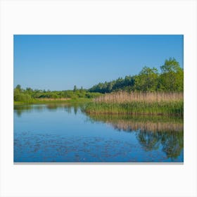 Reeds In The Water Canvas Print