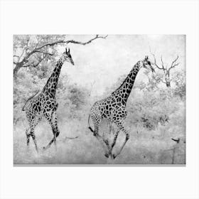 Giraffe Running Canvas Print