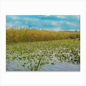 Water Lily Pool 4 Canvas Print