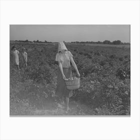 Untitled Photo, Possibly Related To Daughter Of Tenant Farmer Living Near Muskogee, Oklahoma, Picking 1 Canvas Print
