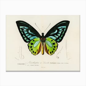 Green Birdwing (Ornithoptera Priamus), Charles Dessalines D'Orbigny Canvas Print