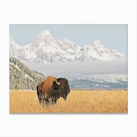 Bison In Meadow Canvas Print
