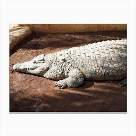 Chilling Crocodile At The Gran Canaria Crocodile Park Canvas Print