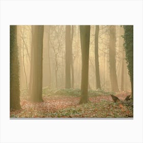 Sunbeams in the forest Canvas Print