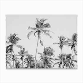 Black And White Palm Trees Canvas Print