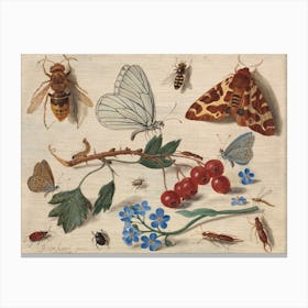 Butterflies, Moths And Insects With Sprays Of Common Hawthorn And Forget Me Not, Jan Van Kessel The Elder Canvas Print