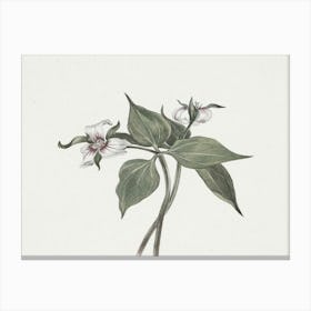 Trillium 1 Canvas Print