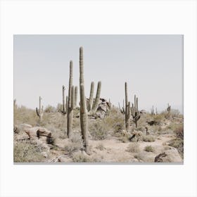 Saguaro Cactus Desert Canvas Print