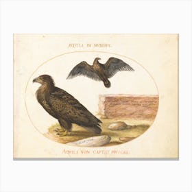 Flying And Amphibious Animals, Joris Hoefnagel (17) Canvas Print