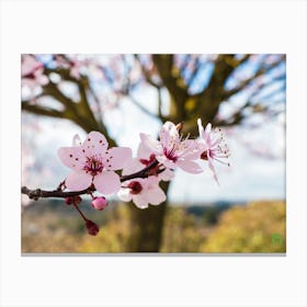 Cherry Blossoms II 20220228 67ppub Canvas Print