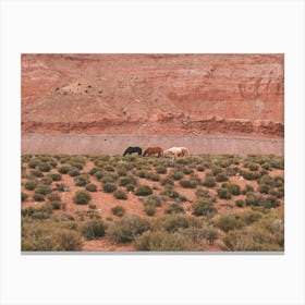 Herd Of Desert Horses Canvas Print