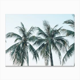 Row Of Palms Canvas Print