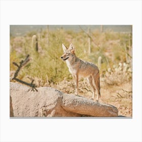 Desert Coyote Canvas Print