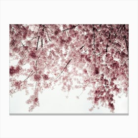 Spring Cherry Blossoms Toile