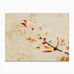 Blossom Canvas Print