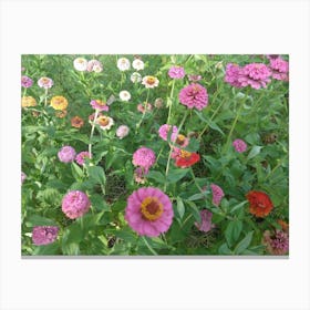 Zinnias Canvas Print