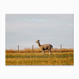 Llama In Field Canvas Print