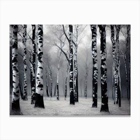 Birch Trees 51 Canvas Print