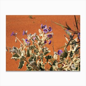 Purple Flowers In The Outback Canvas Print