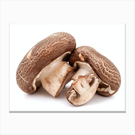 Mushroom On White Background 1 Canvas Print