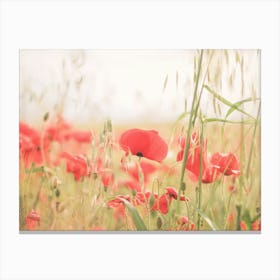 Puglia, Italy I Fields of red poppy flowers in a wild boho bohemian landscape photography with pastel aesthetic to enjoy summer and la dolce vita in a soothing rejuvenating and tranquil countryside landscape Canvas Print