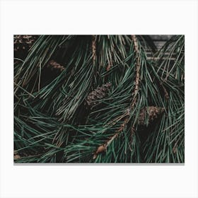 Pine Branches Canvas Print