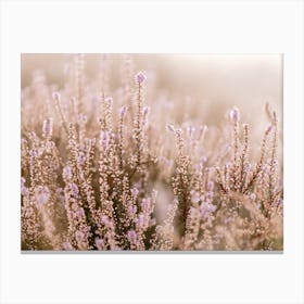 Dreamy heather purple flowers bright Canvas Print
