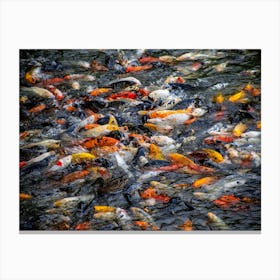 Koi Fish Canvas Print