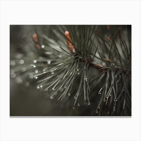 Rain On Pine Needles Canvas Print