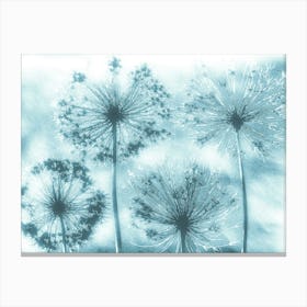 Teal white alliums Canvas Print