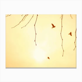 Flying Bird Silhouettes in a Hazy Summer Sky Canvas Print