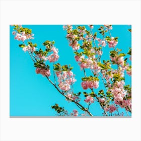 Cherry Trees In Bloom 02 Canvas Print