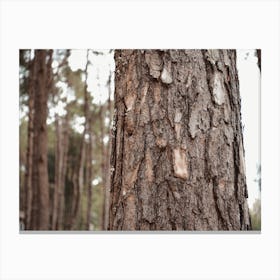 Tree Bark Canvas Print