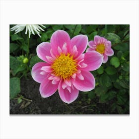 Dahlia 1 Canvas Print