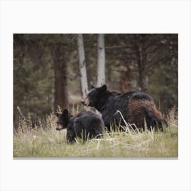 Black Bear Family Canvas Print