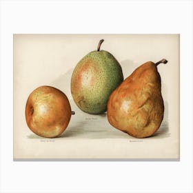 Vintage Illustration Of Pears, John Wright Canvas Print