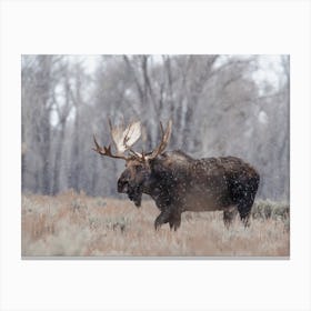 Cold Autumn Day Moose Canvas Print