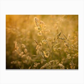 Yellow Grain // Nature Photography Canvas Print