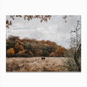 Cow In Fall Forest Canvas Print