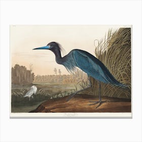 Blue Crane Or Heron, Birds Of America, John James Audubon Canvas Print