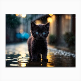 Black Kitten with blue eyes In The Rain 1 Canvas Print
