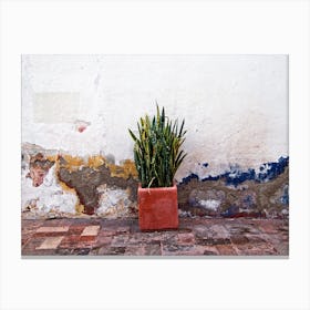 Queretaro Outdoor Plant Canvas Print
