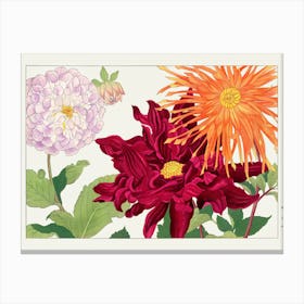 Dahlias 1 Canvas Print