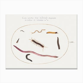 Worm, Centipede, Millipede, And Other Long Creatures (1575–1580), Joris Hoefnagel Canvas Print