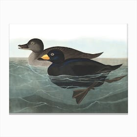 American Scoter Duck Canvas Print